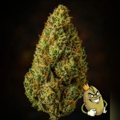 Cali Mids Gelato 41