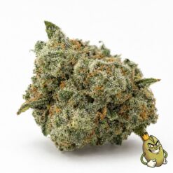 Biscotti cannabis flower, Zhawarma